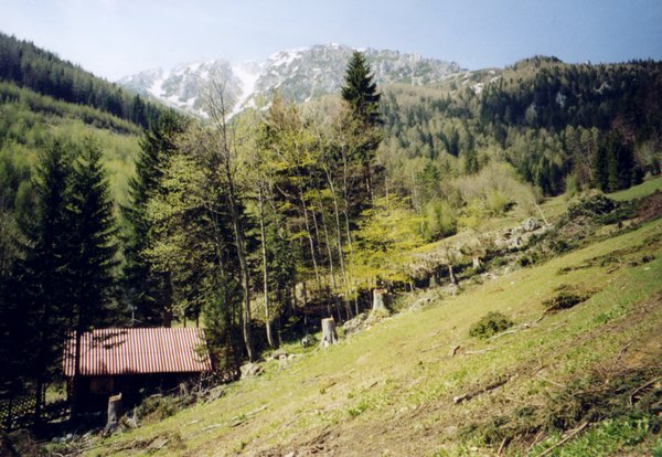 2005_05_15_a_holzschlag.jpg