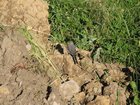 2005_07_06_j1_natur_lebt.jpg