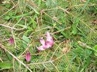 2005_07_06_j3_natur_lebt.jpg