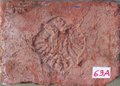d_adler_nr063a.jpg