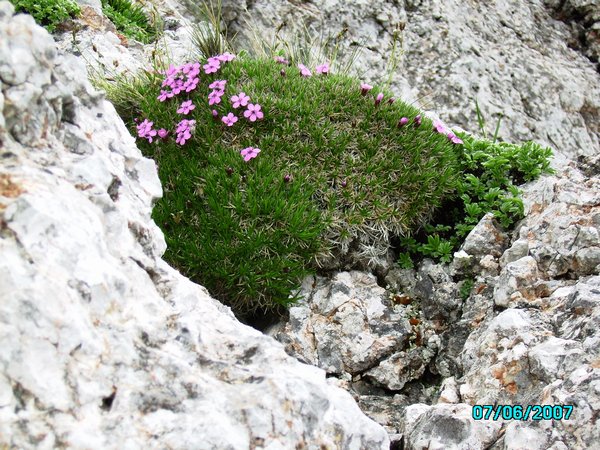 12_bergblumen.jpg