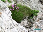 12_bergblumen.jpg
