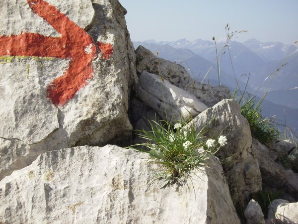 19_alpenblumen.jpg
