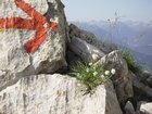 19_alpenblumen.jpg