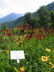 023_trauttmansdorff_gaerten.jpg