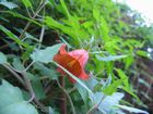 011a_kanarenglockenblume.jpg