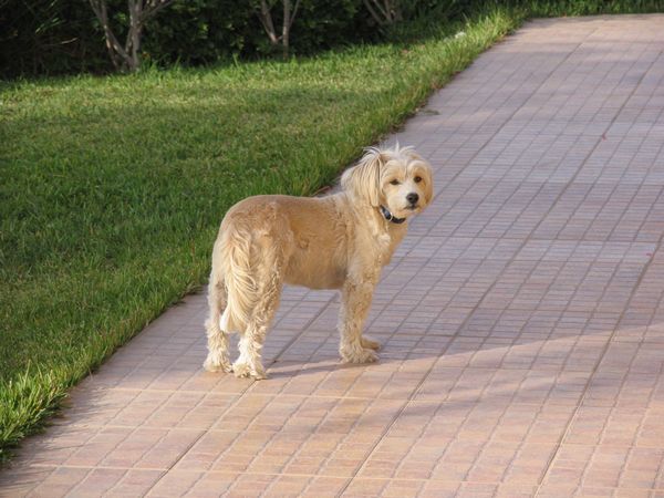 011_haushund.jpg