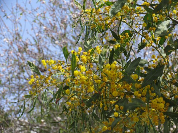 019_mimosen.jpg