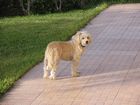 011_haushund.jpg