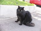 012_hauskatze.jpg
