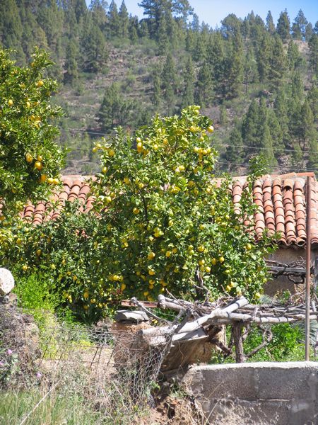 026_villaflor.jpg