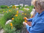 034_goldmohn.jpg