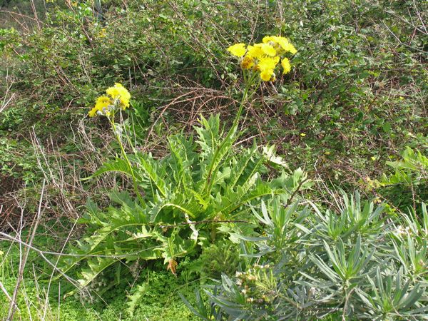 005_riesenloewenzahn.jpg