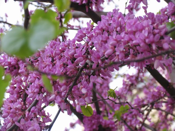 img_1245.jpg
